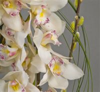 Mothers Day Orchids