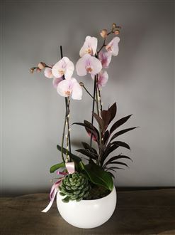 Large Orchid planter