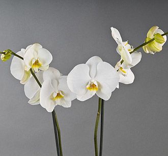 Orchid in Ceramic Container