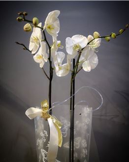 Large White Orchid in Gift Bag
