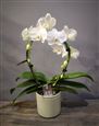 Circle Orchid-White