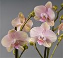 Timeless Orchid